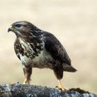 Mäusebussard 01 (Buteo buteo)