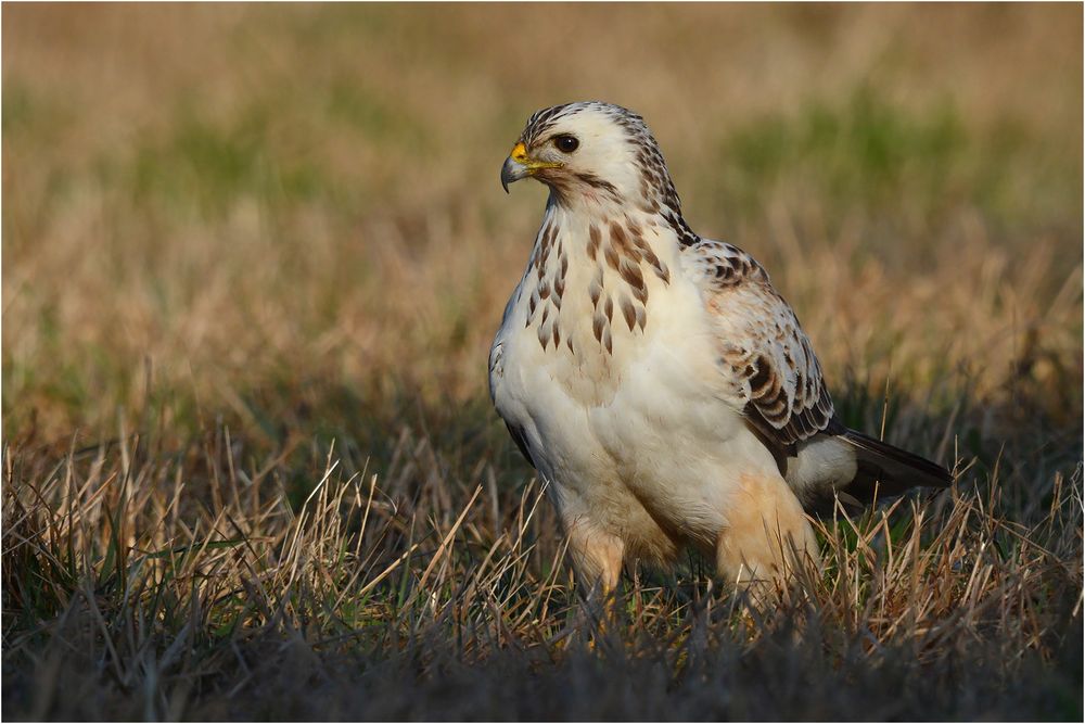 Mäusebussard