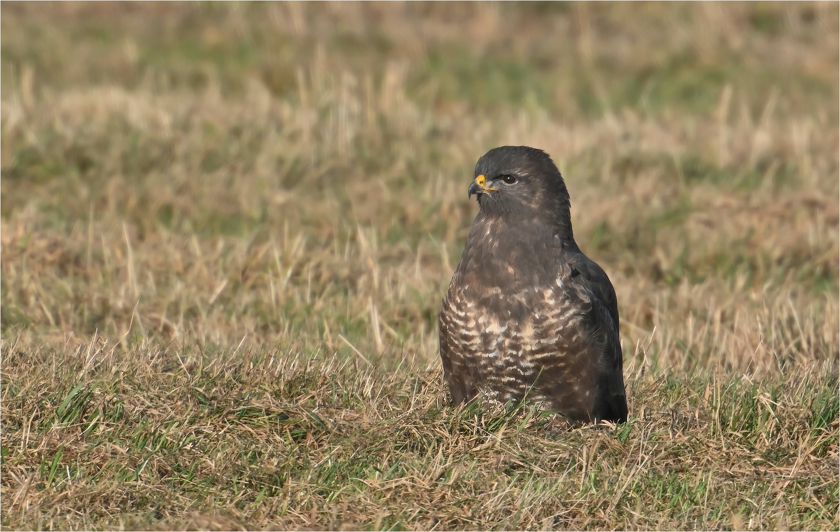 Mäusebussard