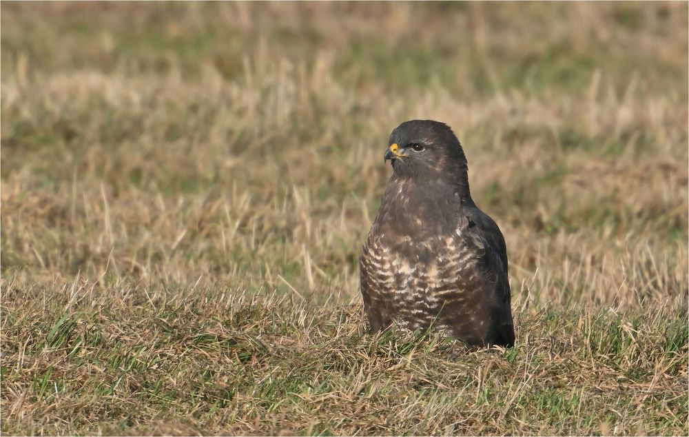 Mäusebussard