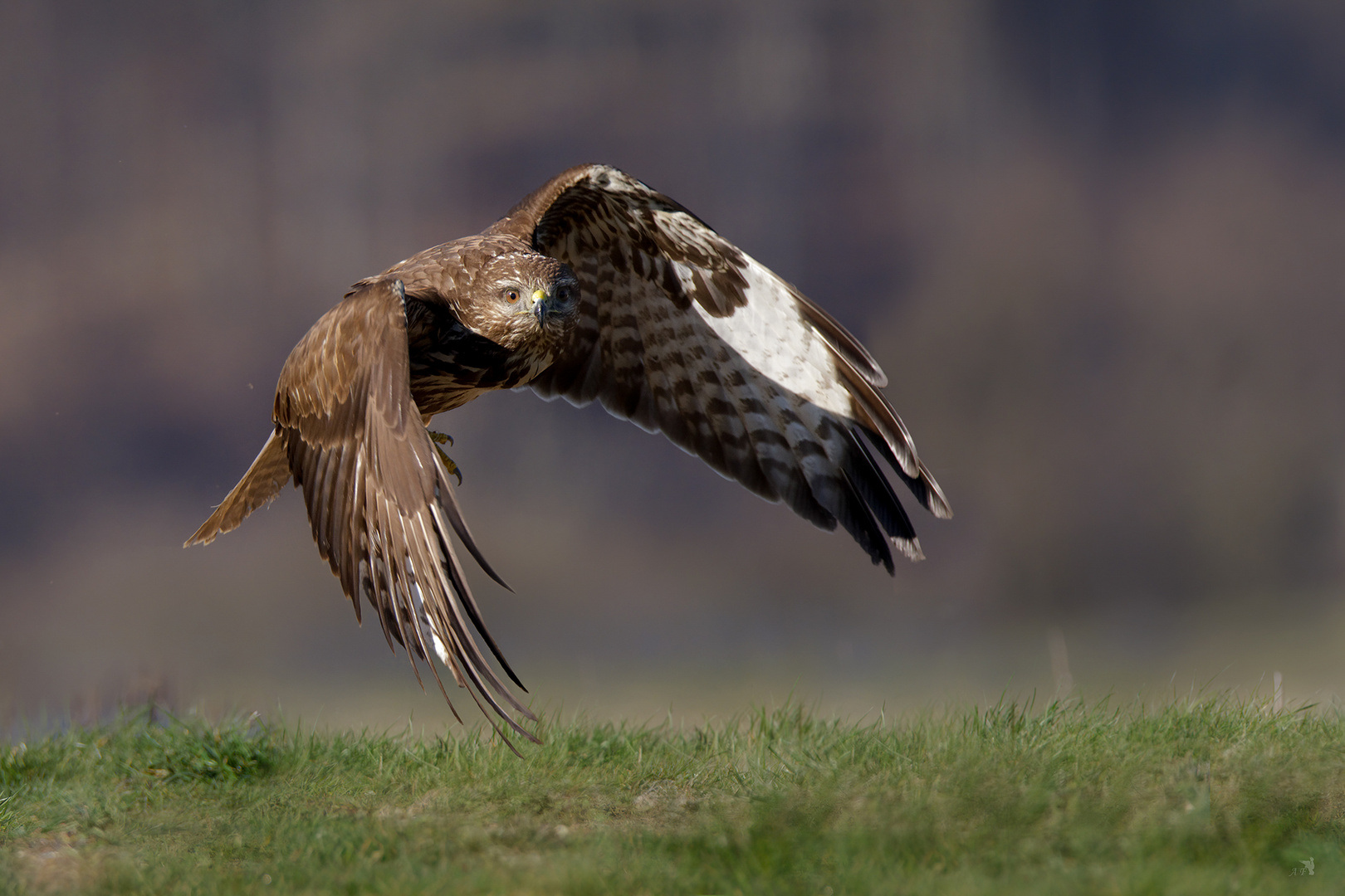 Mäusebussard