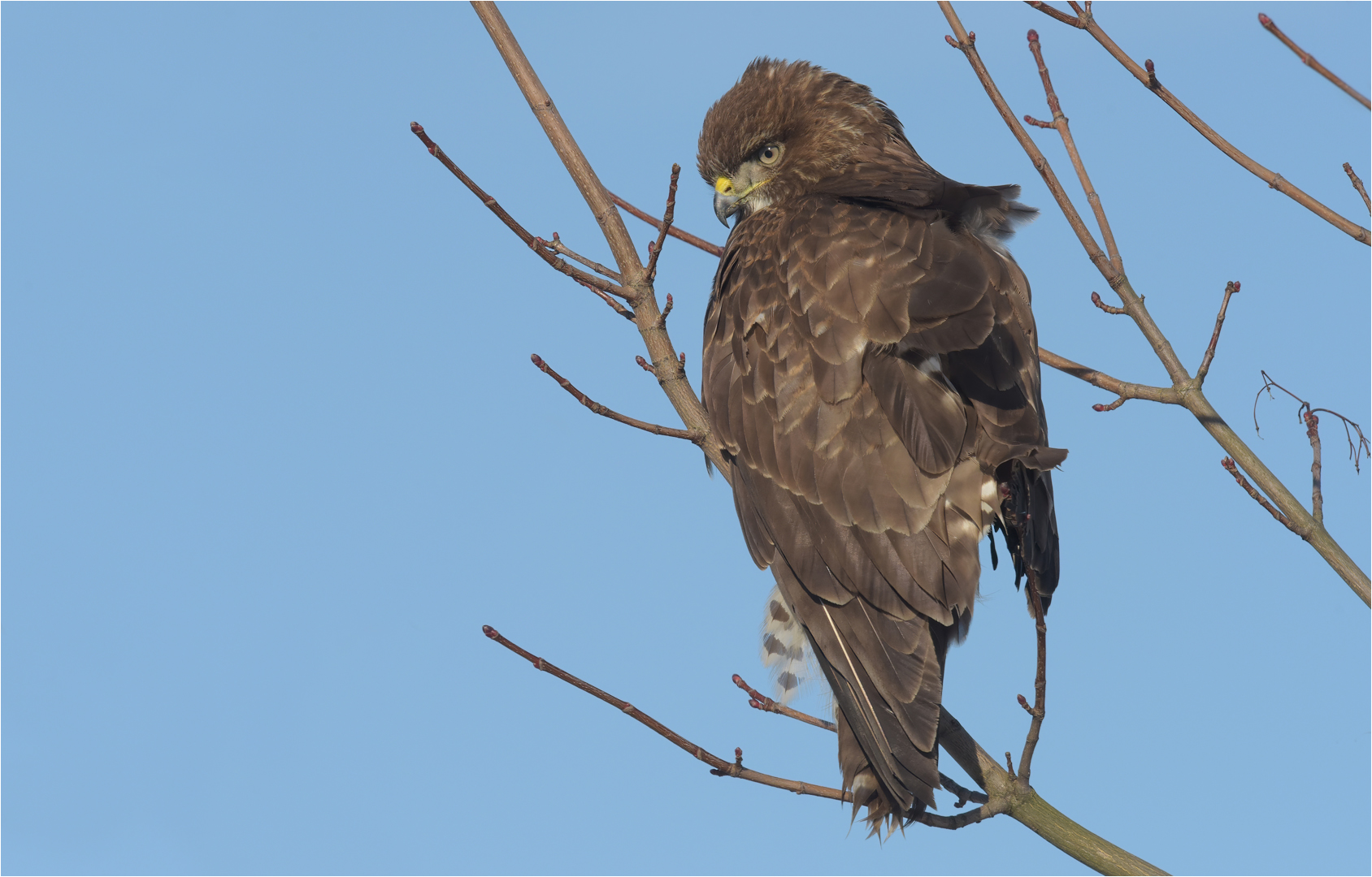 Mäusebussard