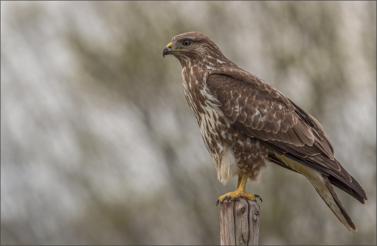 mäusebussard 02/18