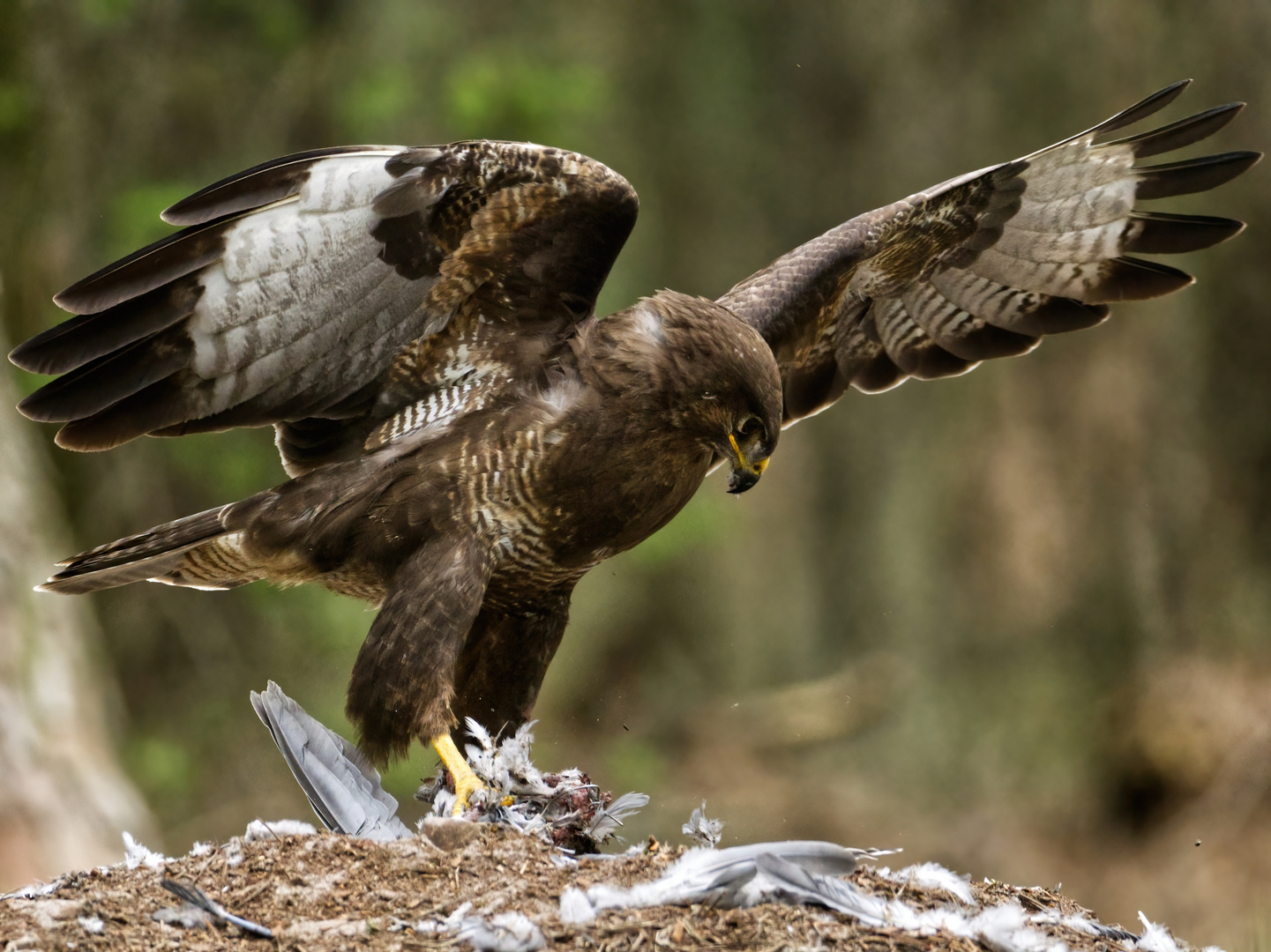 Mäusebussard