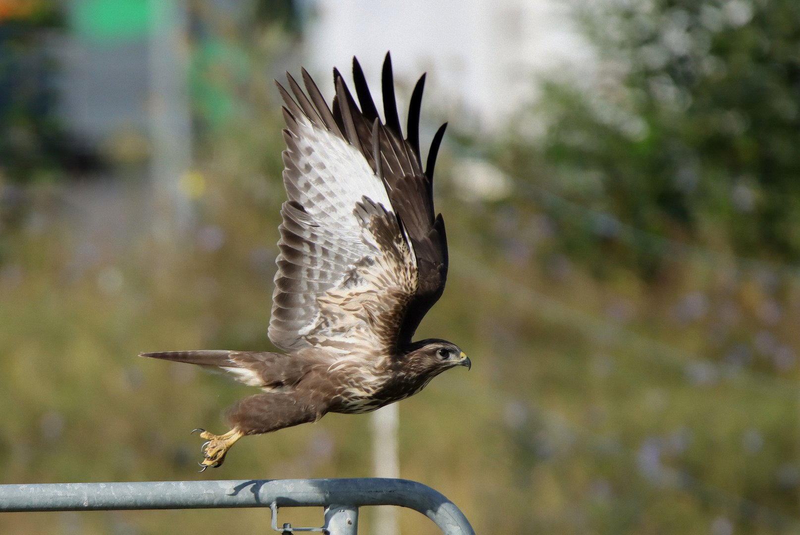 Mäusebussard