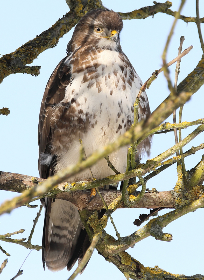 Mäusebussard