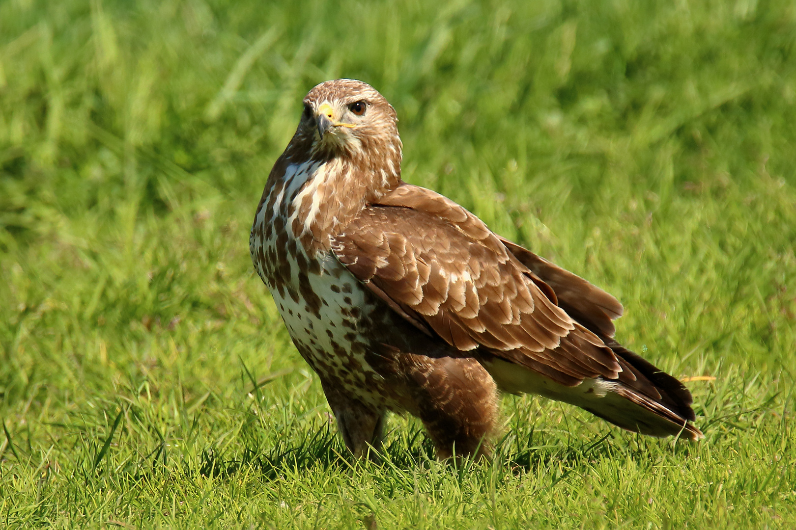 Mäusebussard