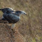 Mäusebussard