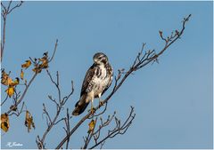 Mäusebussard