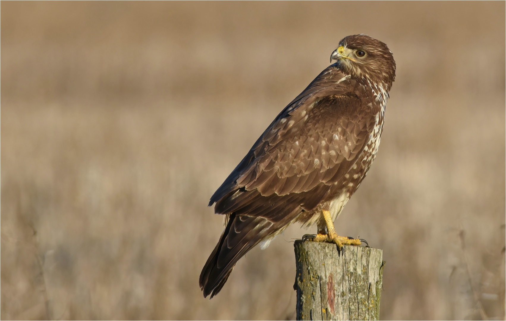 Mäusebussard