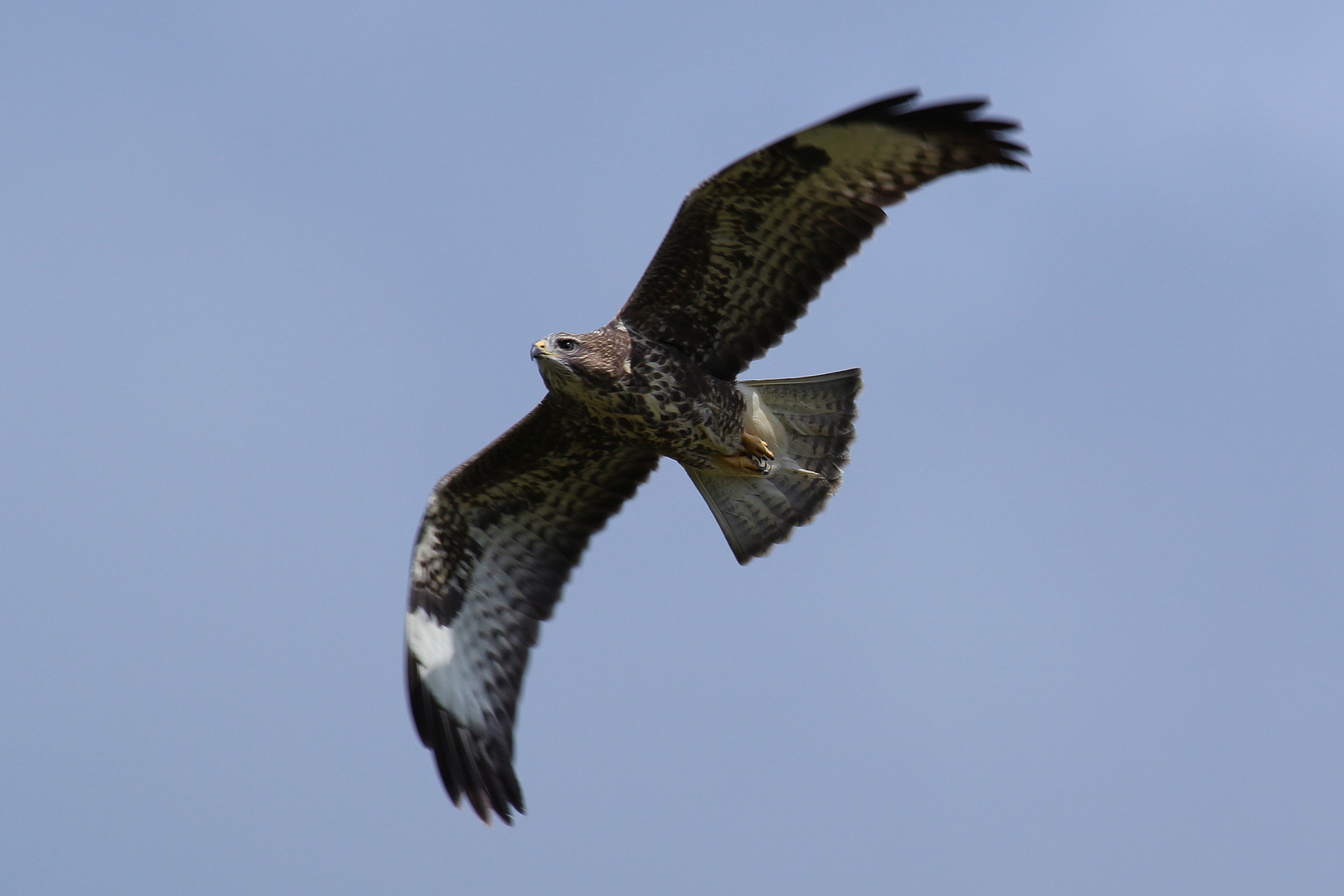 Mäusebussard