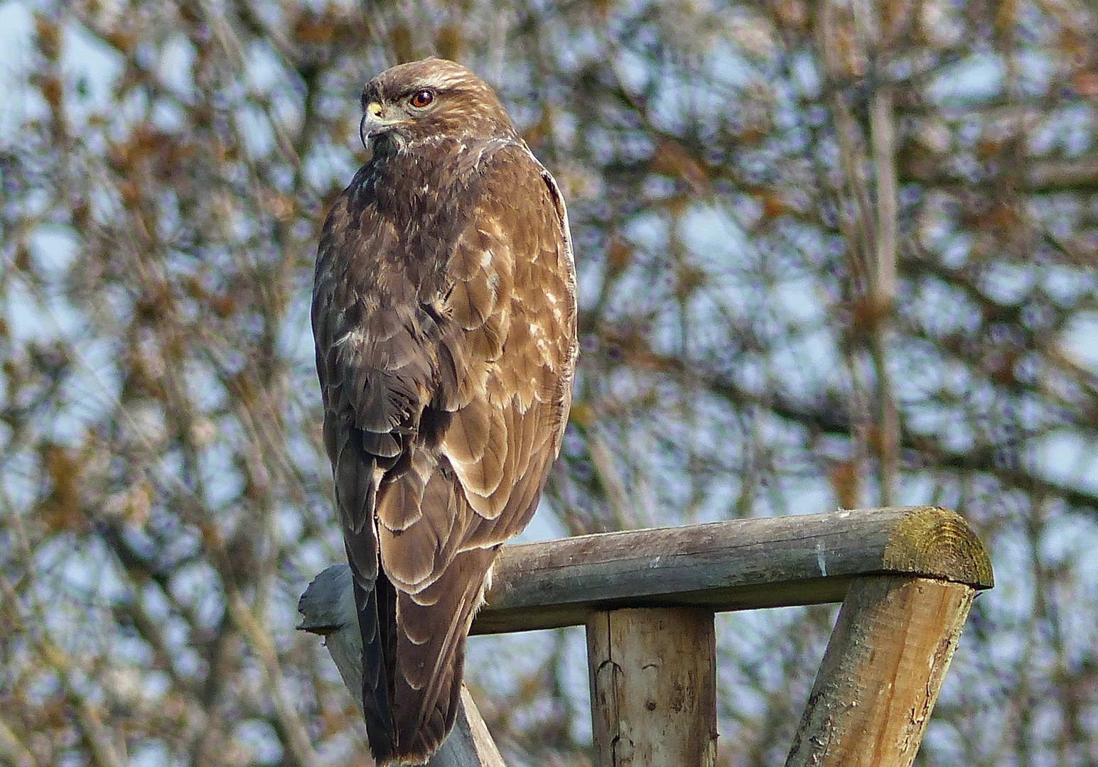  Mäusebussard  