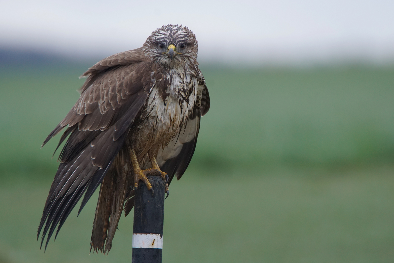 Mäusebussard