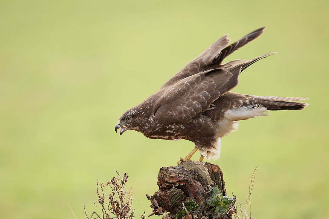 Mäusebussard