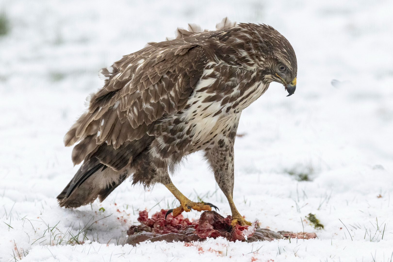 Mäusebussard