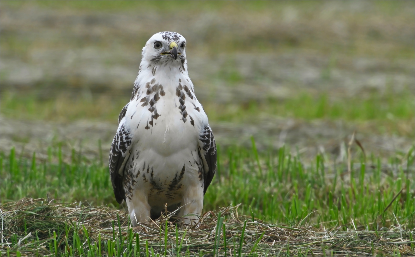 Mäusebussard 