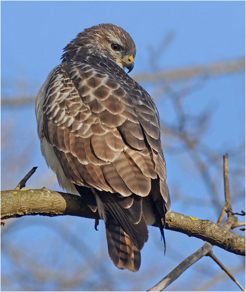 Mäusebussard