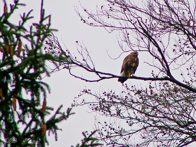 Mäusebussard