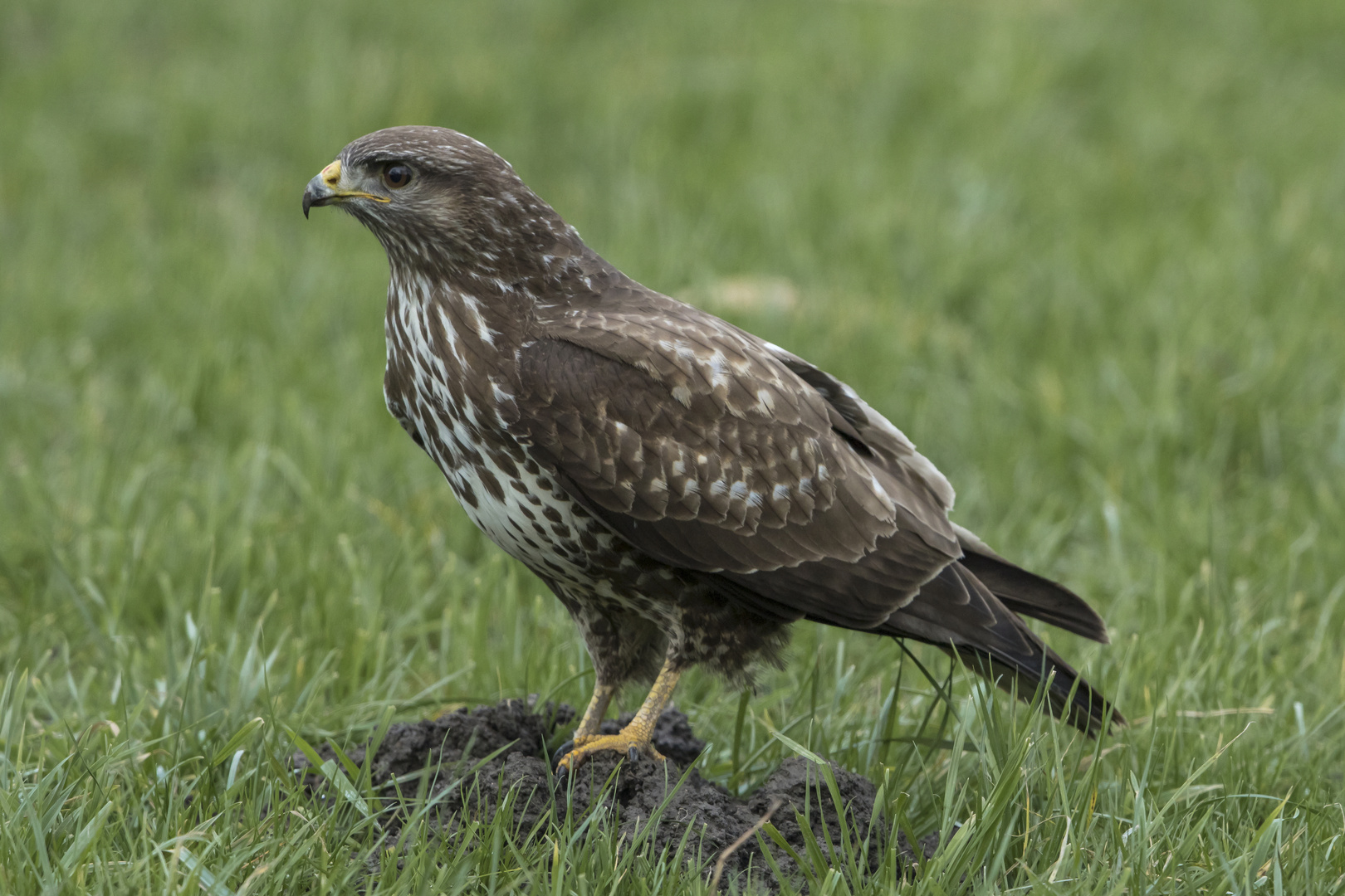 Mäusebussard