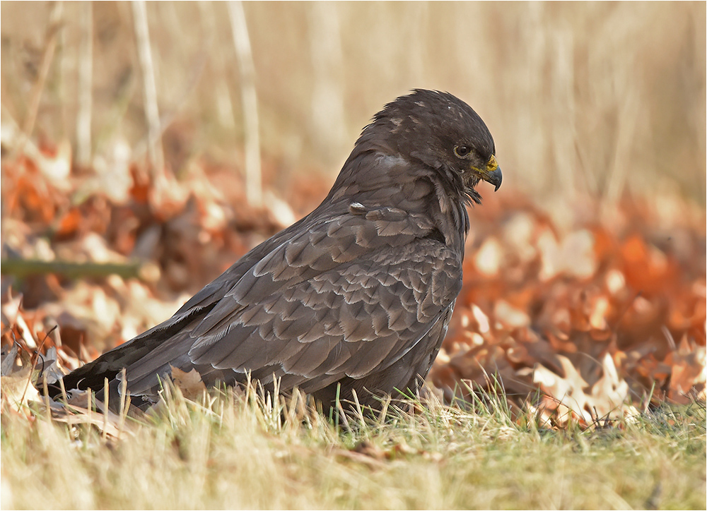 Mäusebussard