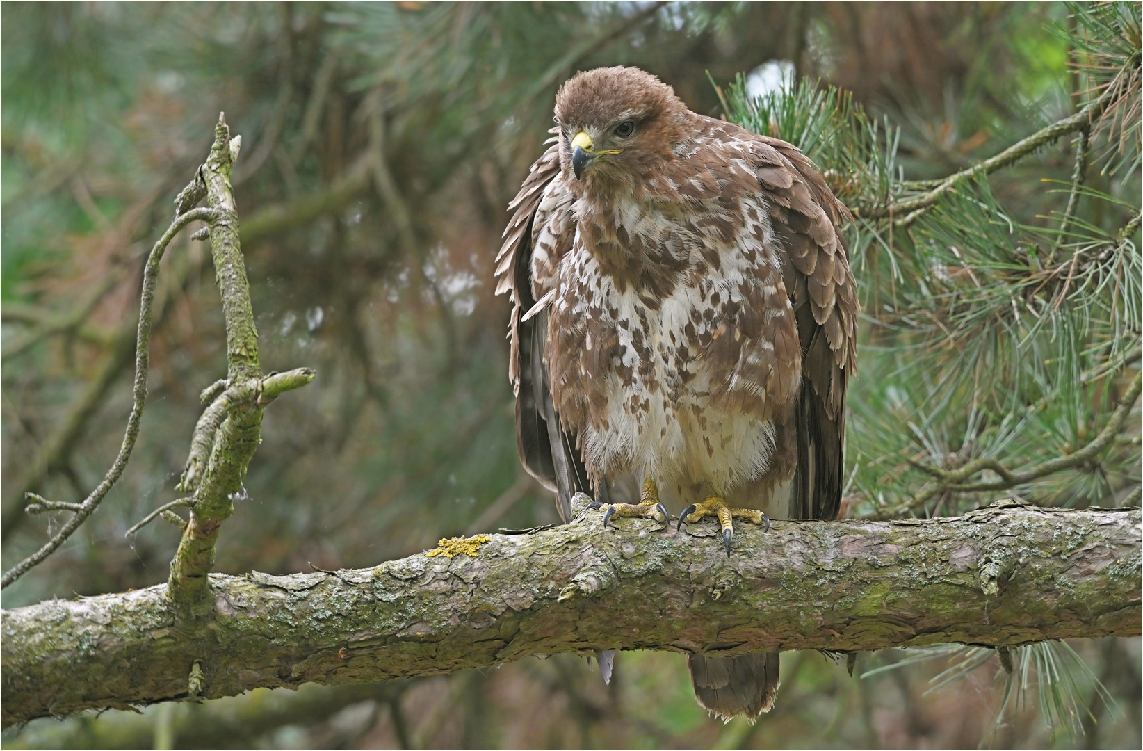 Mäusebussard