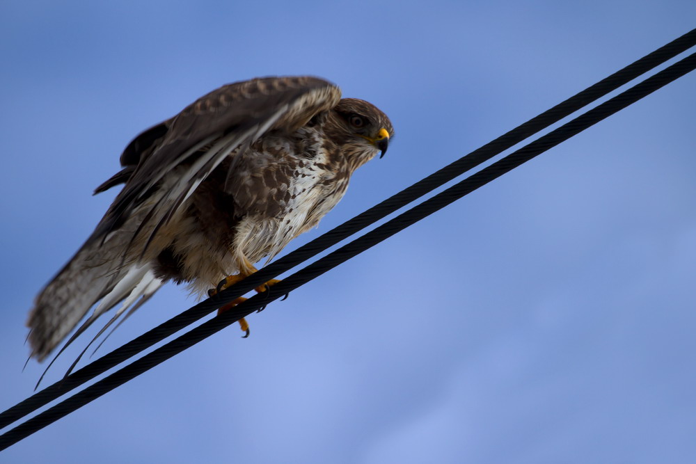 Mäusebussard