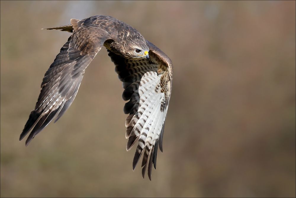 Mäusebussard