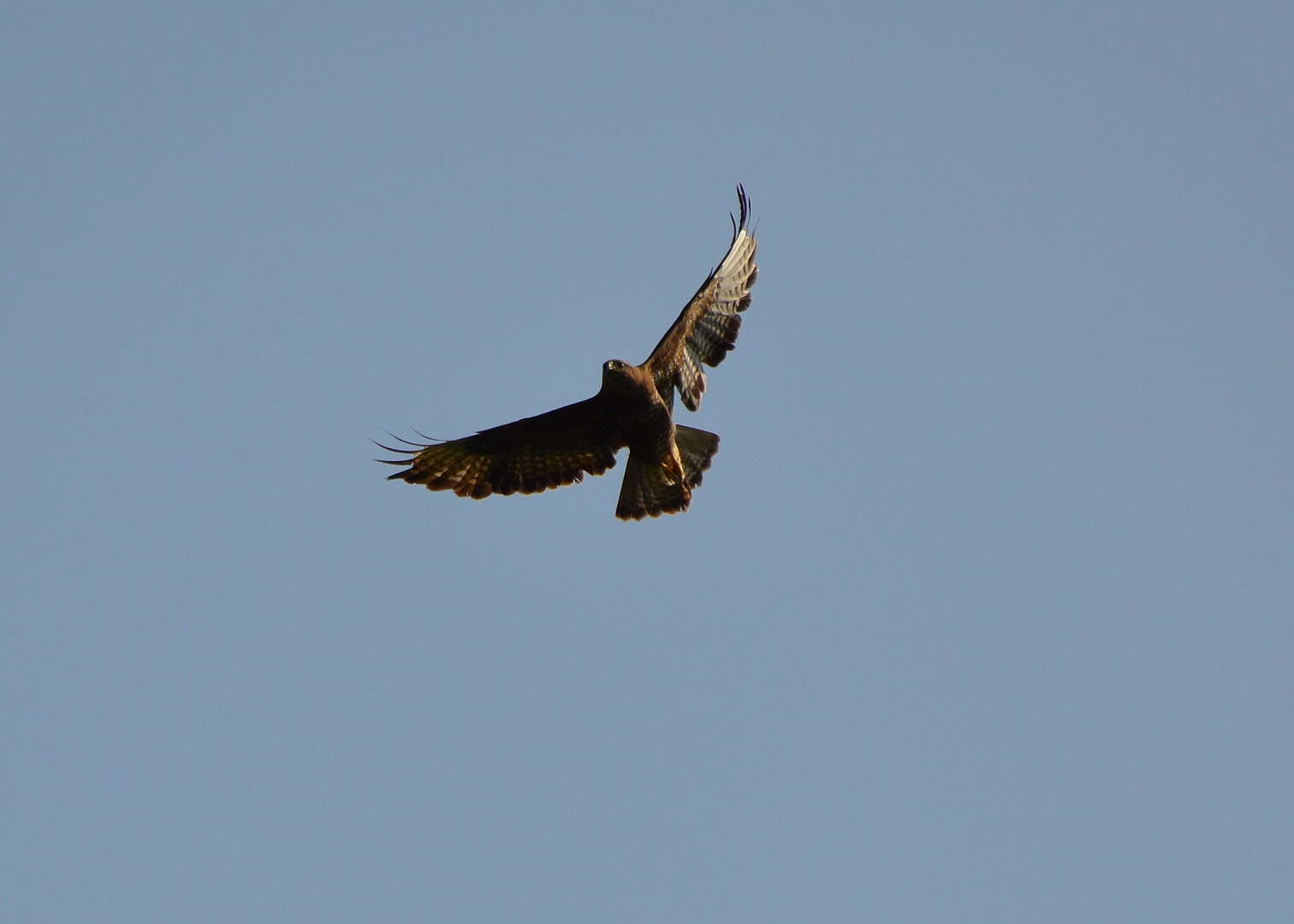 Mäusebussard