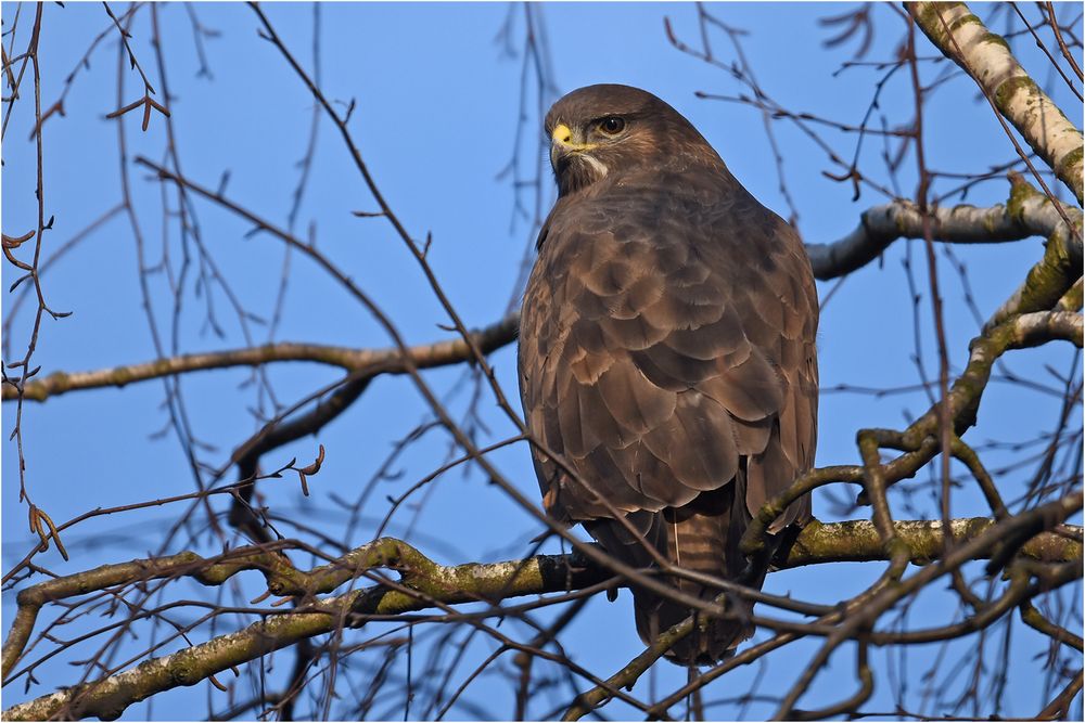 Mäusebussard