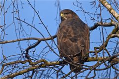 Mäusebussard