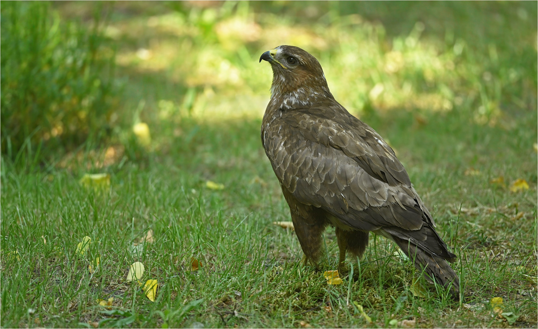 Mäusebussard