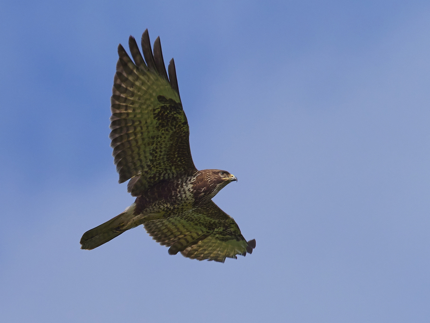 Mäusebussard