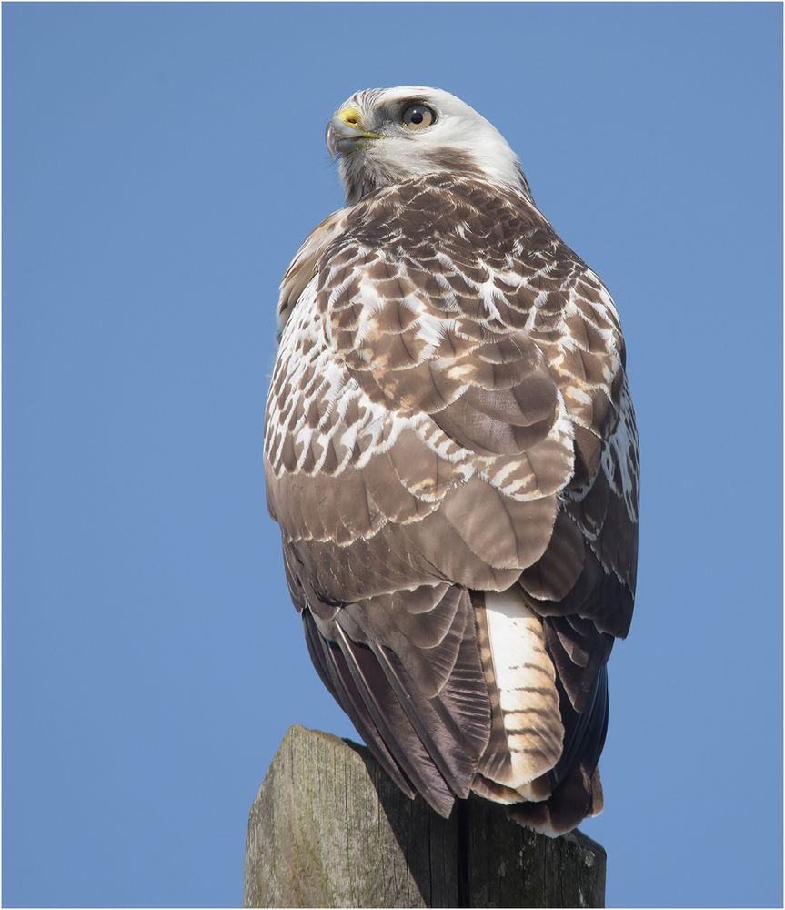 Mäusebussard