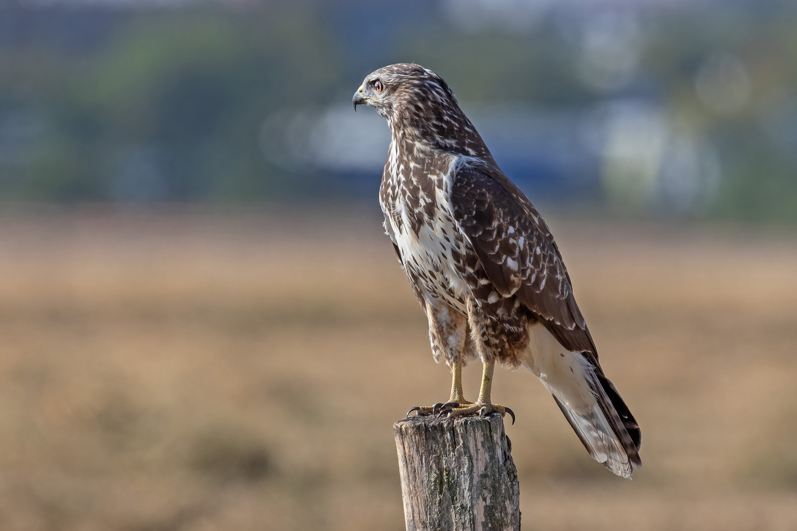 Mäusebussard 