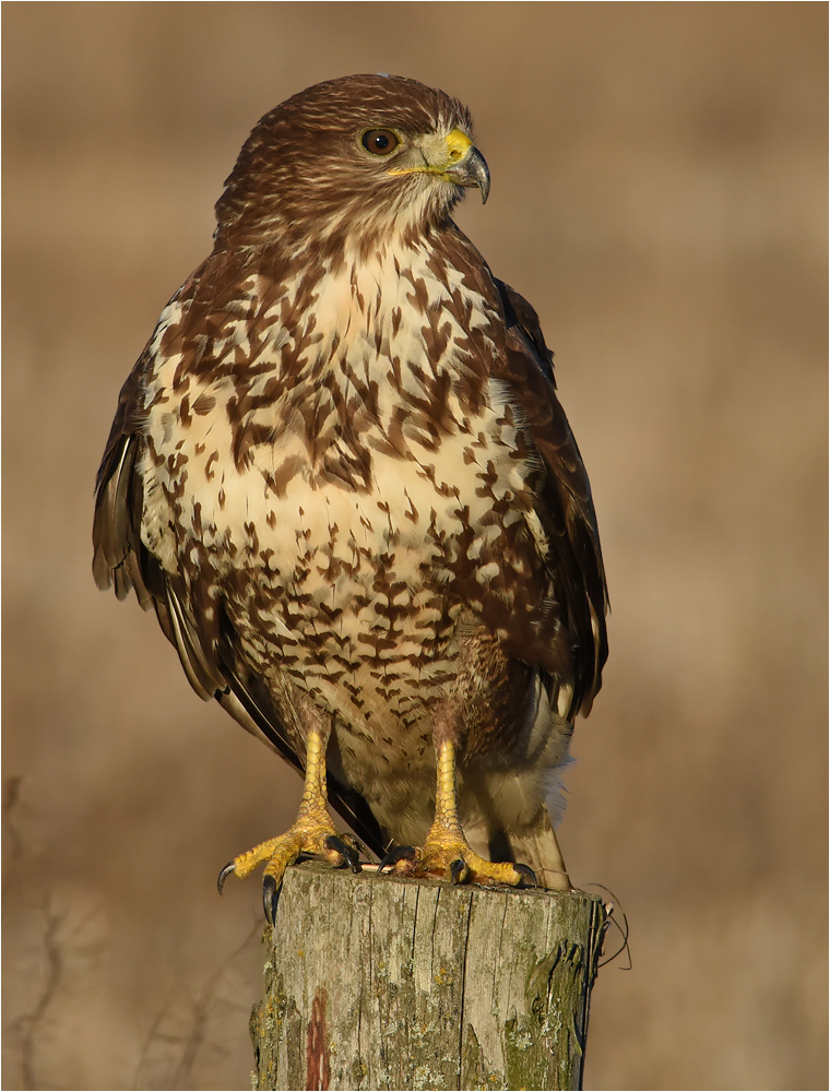 Mäusebussard