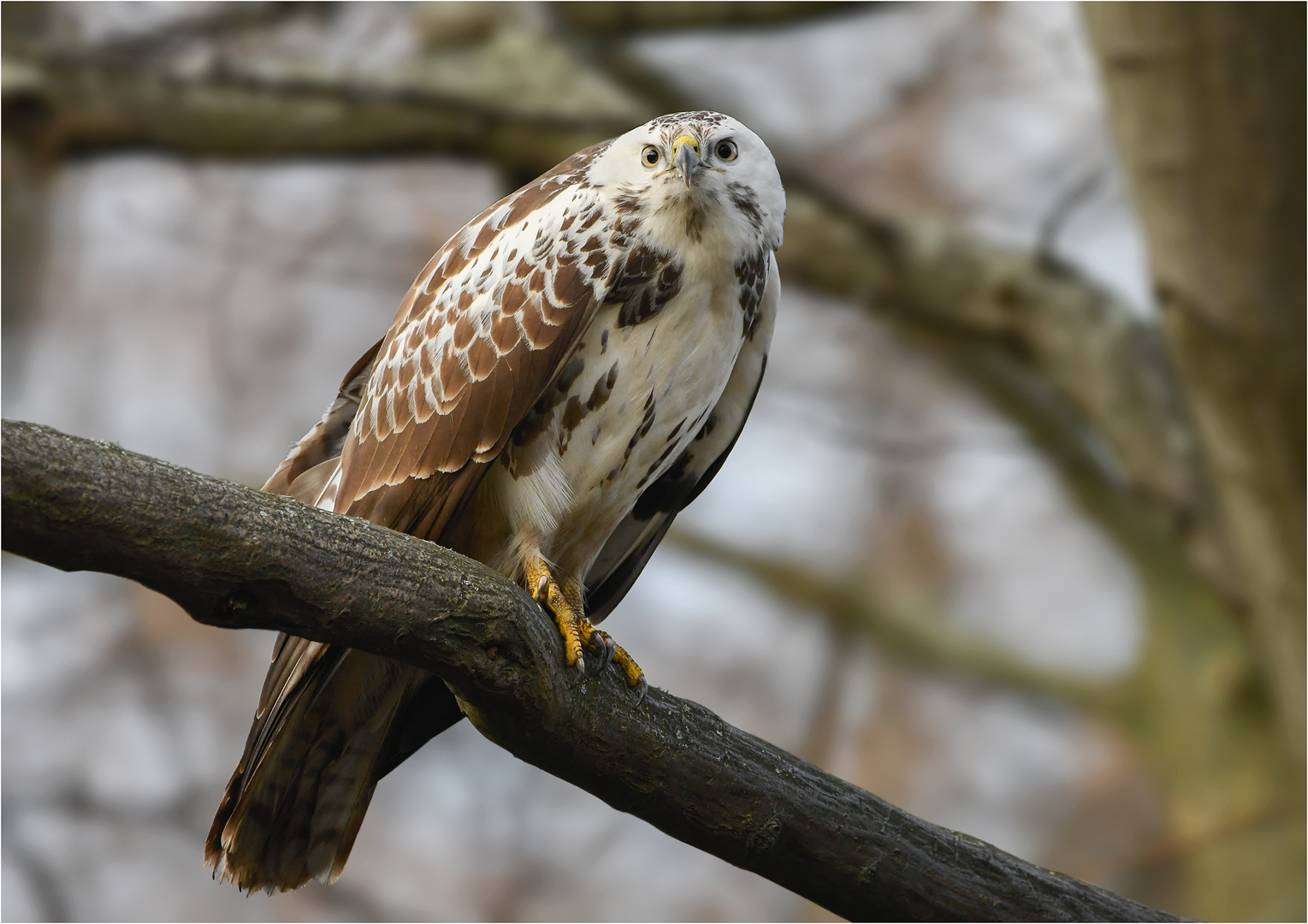 Mäusebussard