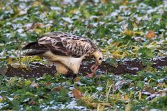 Mäusebussard