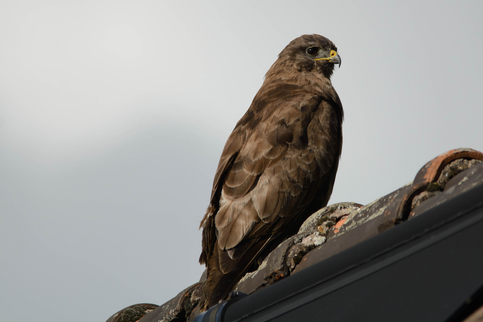 Mäusebussard