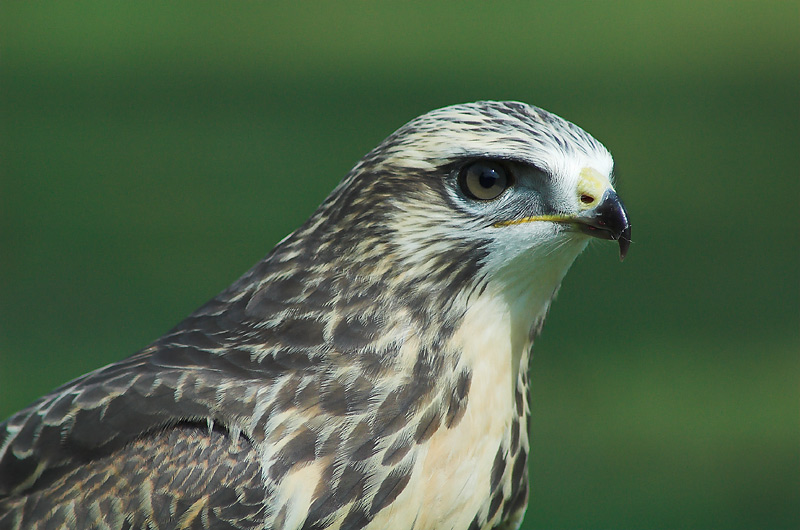 Mäusebussard