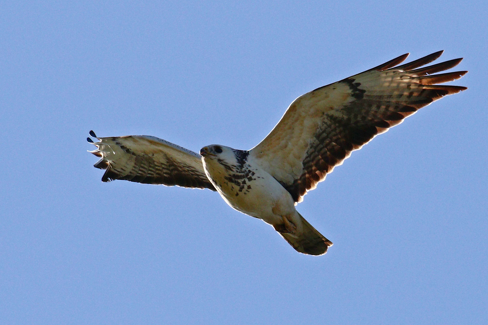 Mäusebussard