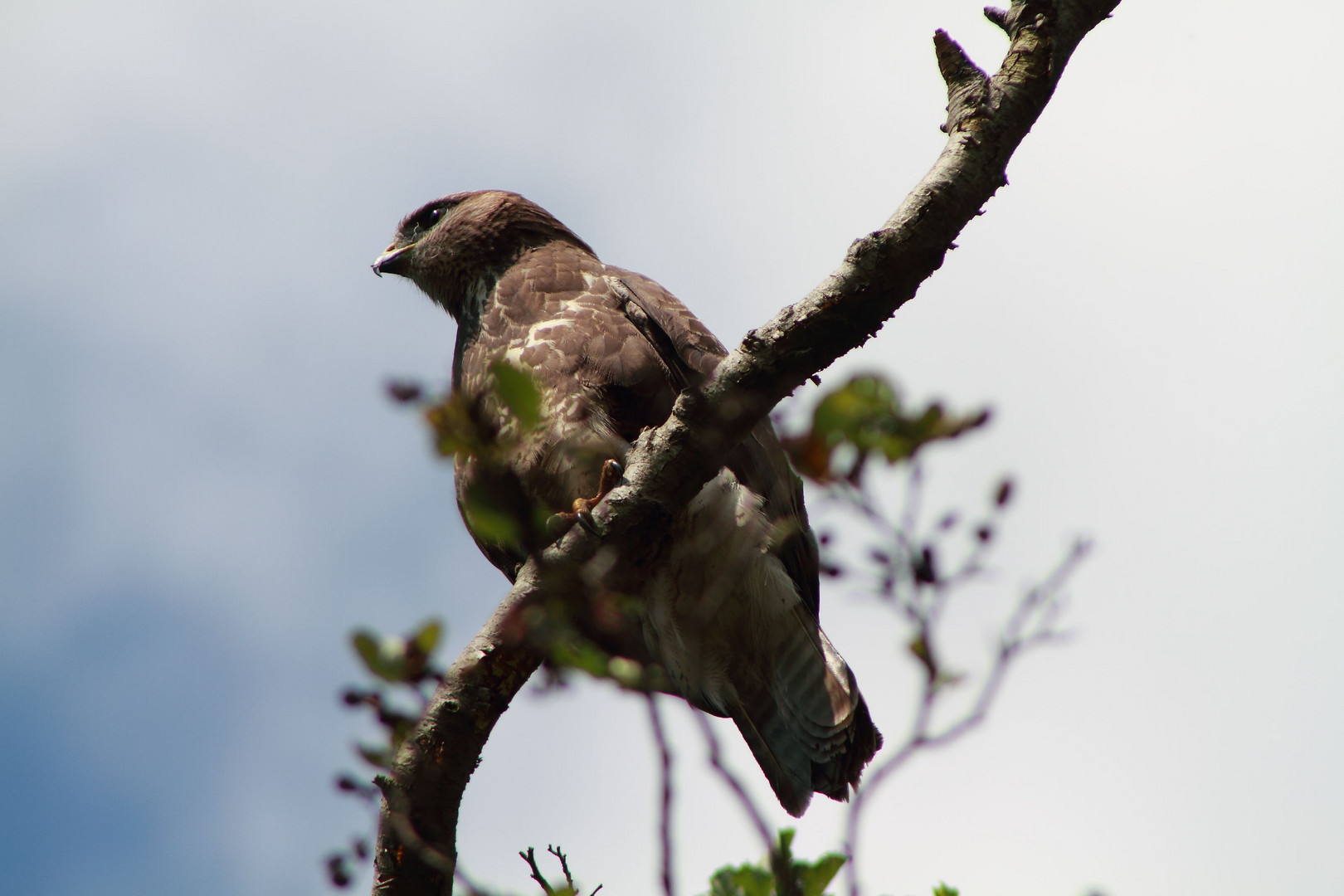 Mäusebussard