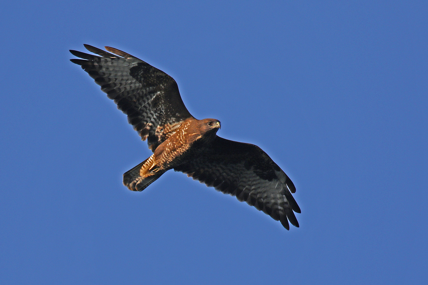 Mäusebussard