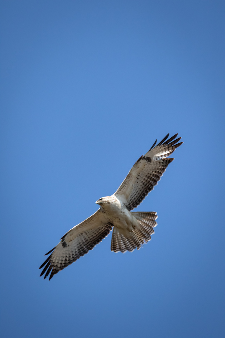 Mäusebussard