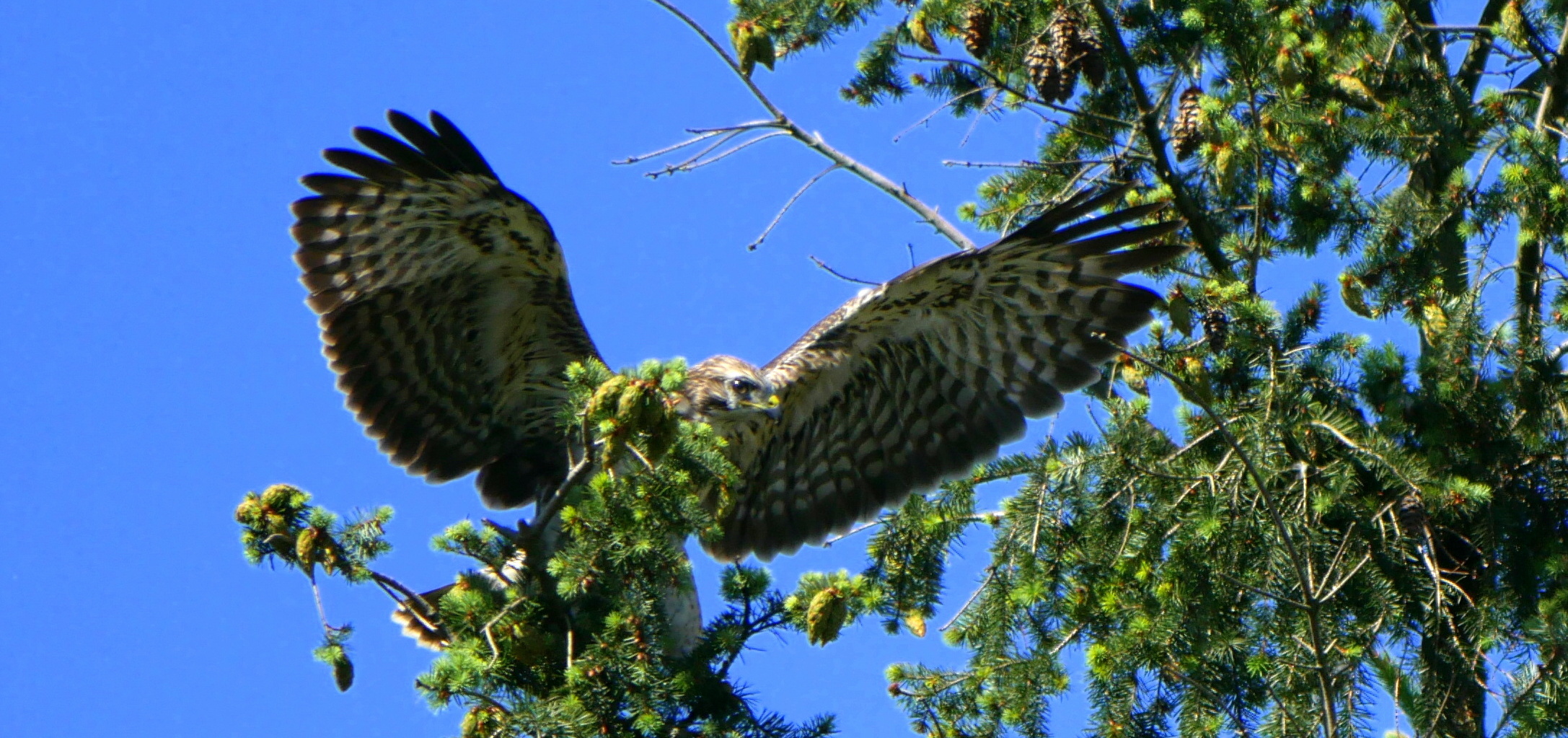 Mäusebussard