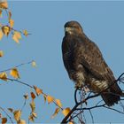 Mäusebussard