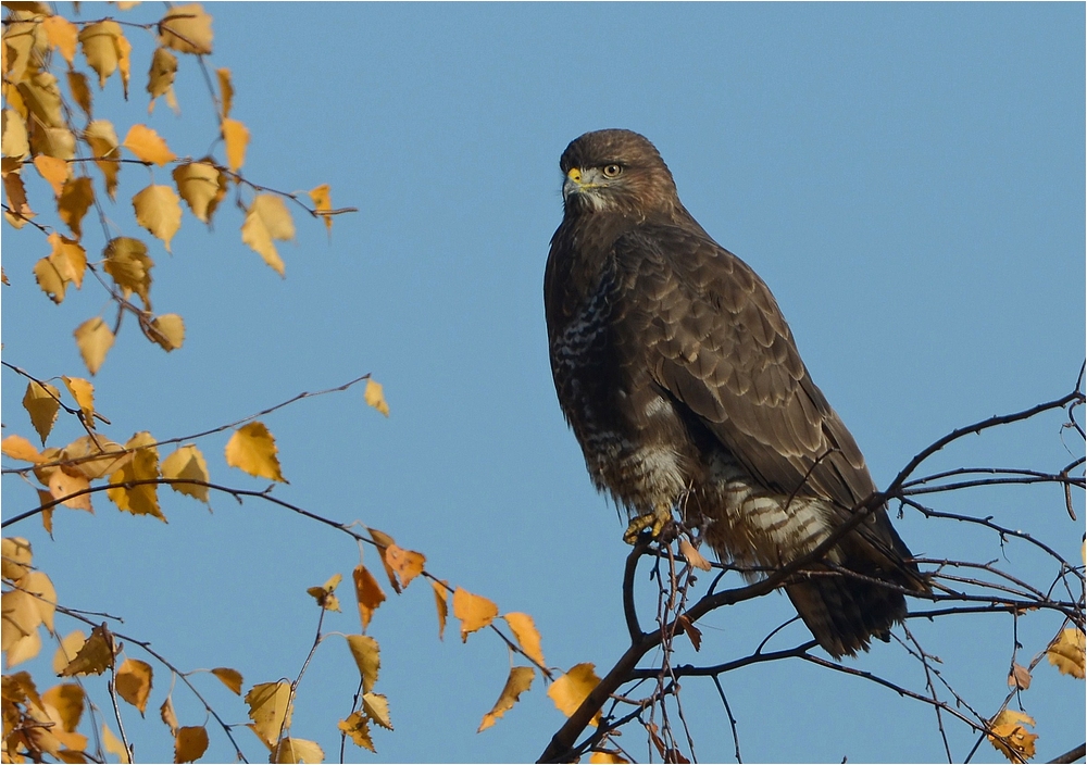 Mäusebussard