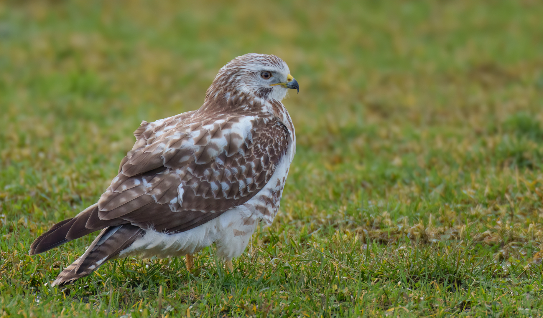 Mäusebussard