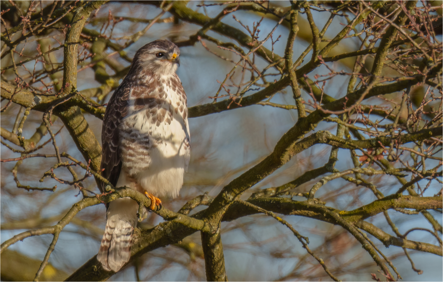 Mäusebussard