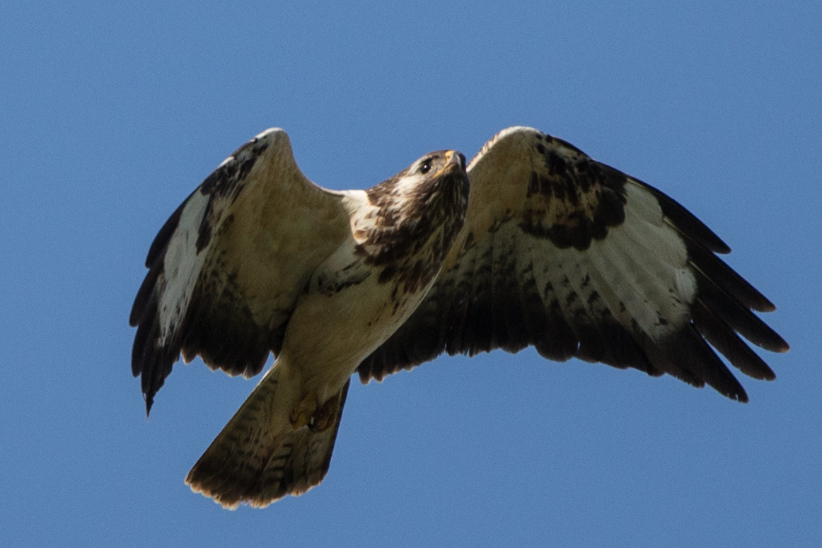 Mäusebussard