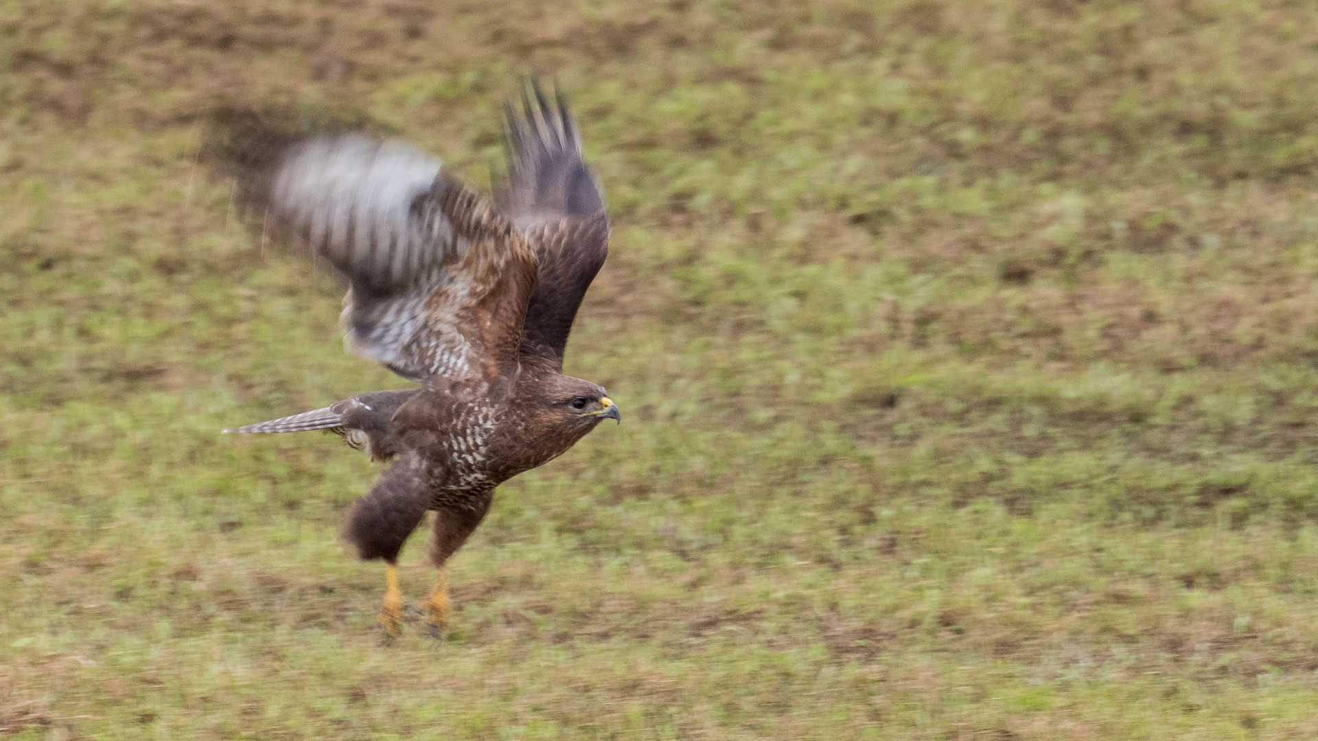 Mäusebussard